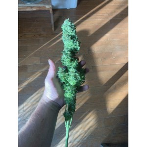 Blueberry Auto. Photo 2 Blueberry Auto. Photo 2